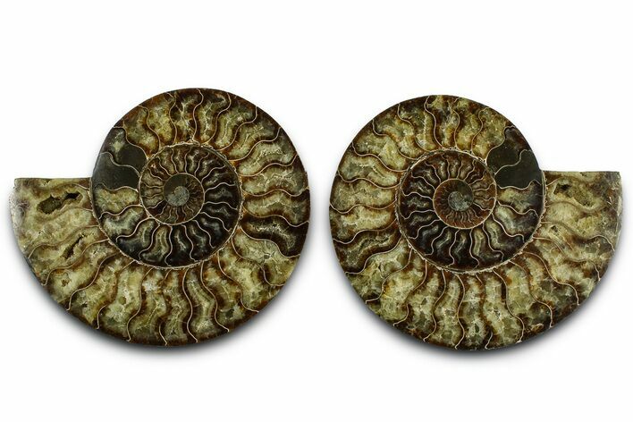 Cut & Polished Crystal-Filled Ammonite Fossil - Madagascar #362400